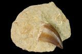 Mosasaur (Prognathodon) Tooth In Rock - Morocco #154871-1